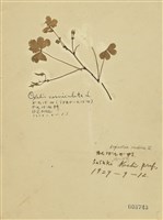 藏品(野菰)的圖片